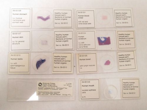 Set of 7 healthy human tissue slides molecular probes set #59-5510 1&#034; x 3&#034; for sale