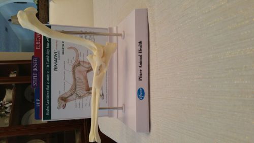 Canine Elbow Anatomy Model Veterinary