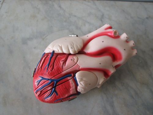 Denoyer Geppert - U81 Human Heart Anatomical Model