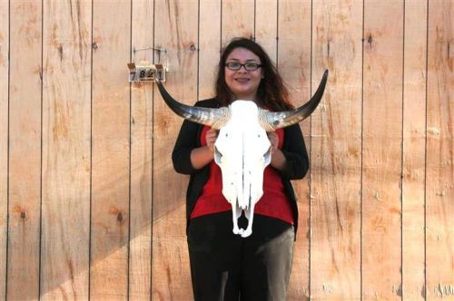 STEER SKULL LONG HORNS 2&#039; 2&#034; COW BULL SKULLS HORN H6810