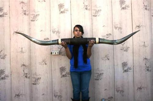 Steer long horns 6&#039; 0&#034; no skull skulls horn cow bull lh0983 for sale