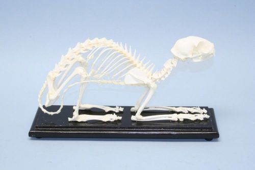 Cat skeleton: felis catus specimen articulated w/ display case for sale