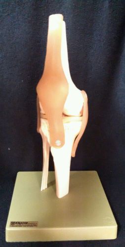 Somso - ns50 functional knee joint anatomical model (ns 50) for sale