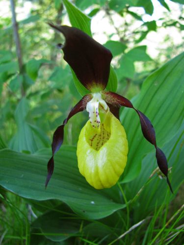 Fresh yellow lady&#039;s slipper orchid &#034;cypripedium calceolus&#034;(20+ seeds) hardy,l@@k for sale