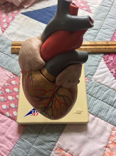 3B Scientific Classic Heart Model 2 part