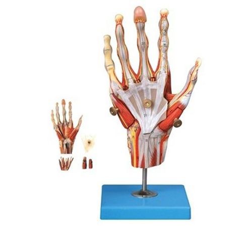 NEW Human Muscles Hand Main Vessels Nerves Anatomical Model 49