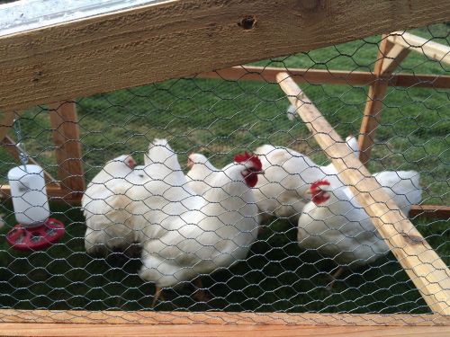 Lot Of 6 Pure Bred White Plymouth Rock + 6 Black Australorp Hatching Eggs