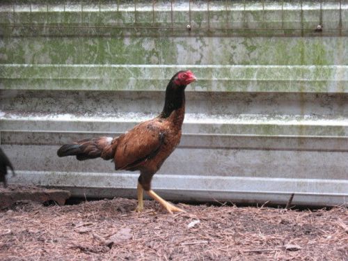 ** 1 RED ASIL PULLET 11 MONTHS OLD SONATOL ORIENTAL GAMEFOWL FREE SHIPPING****