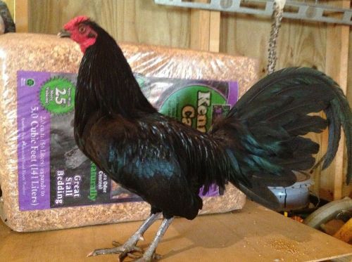 6+ pure black gamefowl (old english standard line for sale