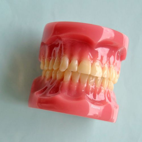 Dental Orthodontic Teaching Model , Teeth Model , Study Model luxuriou No. D-010