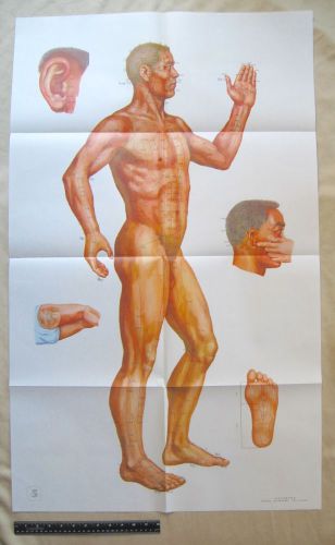 Acupuncture Chart Male Figure #5 Points Chart 25.5&#034; X 41.75&#034; Japanese-Made