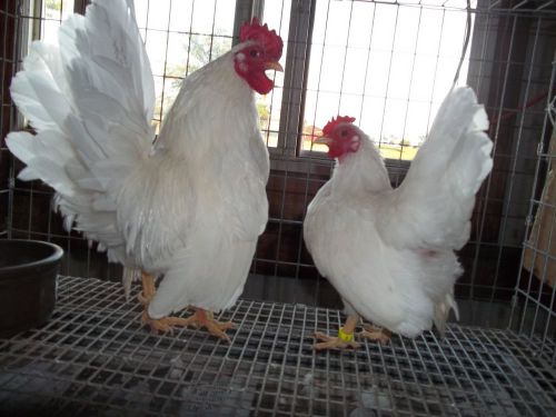 WHITE WHITE WHITE !!!!!! 8+ Serama Hatching Eggs SHOW STOCK NPIP tested