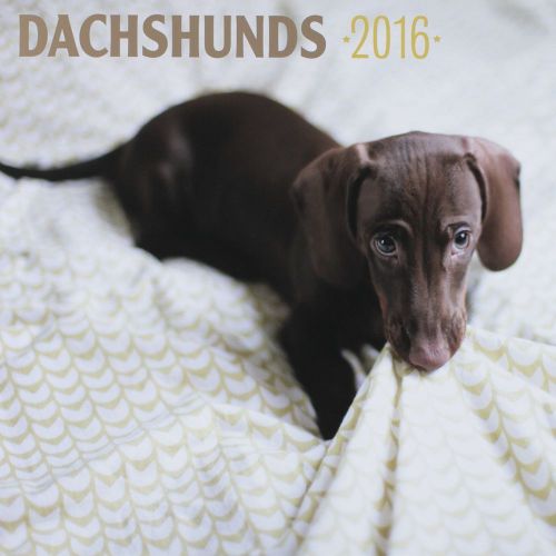 16-Month 2016 DACHSHUNDS Wall Calendar NEW Cute &amp; Adorable Dogs &amp; Puppies