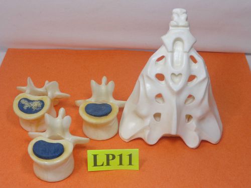 Vintage 3D Anatomical Model of the Human Spine &amp; Tailbone Geigy Butazolidin
