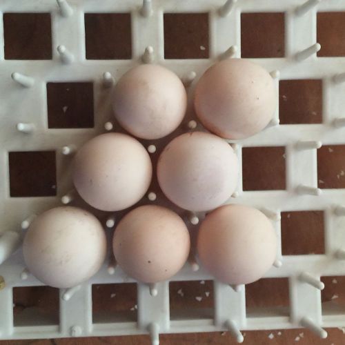 Mountain Quail Hatching Eggs 6