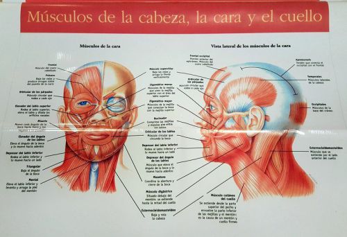 Anatomy posters  Cosmetology - Masculus, Mysculos de la cabeza, la cara y