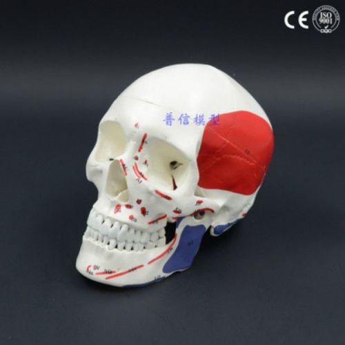 Life Size Human Anatomical Anatomy Head Skull Skeleton Medical Model Colorful