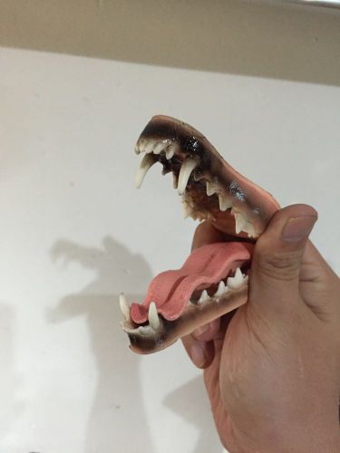 Dental canine jaw teeth tongue model  vet anatomy fox lowrie display study teach for sale