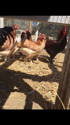 8+ Fertile French Wheaten Marans Hatching Eggs