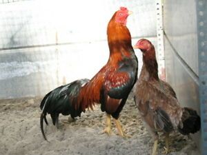 6 RED &#034;WAHL&#034; ASIL HATCHING EGGS *FRESH FERTILE* ORIENTAL EXOTIC EGGS