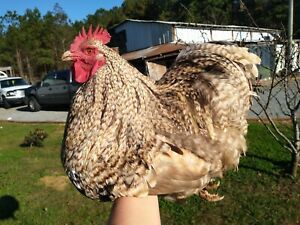 6++ *CHOCOLATE* and Chocolate cuckoo COCHIN BANTAM fertile hatching eggs