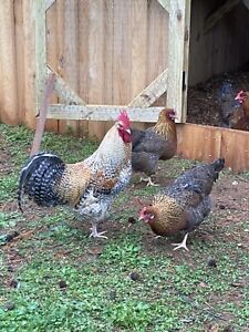 12 Hatching Eggs Mix And Match Pure breeds