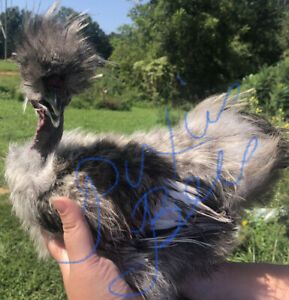 5 Fertile Chicken Hatching Eggs Rare Breeds Assorted Barnyard mixes Showgirl