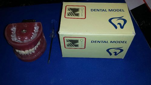 Z Dental Study Denture Model