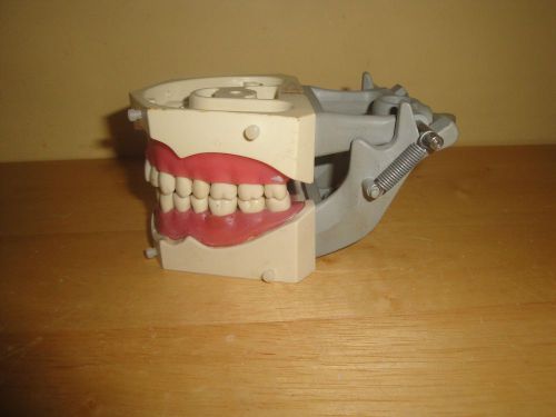 Dental Model Teach  Anatomy*Orthodontic teeth mouth Colombia Dentoform Ivorine