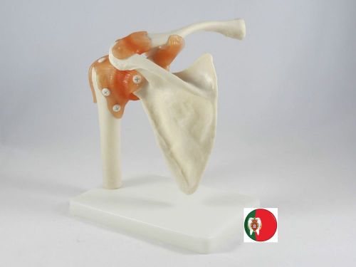 Professional medical educational anatomic model shoulder joint life size artmed for sale