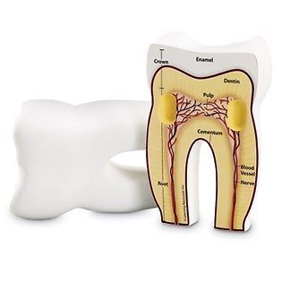 Children&#039;s anatomy model of the tooth cross-section soft foam lfa #l1004 for sale