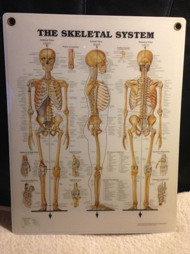 Skeletal System Anatomical Chart Plastic USED