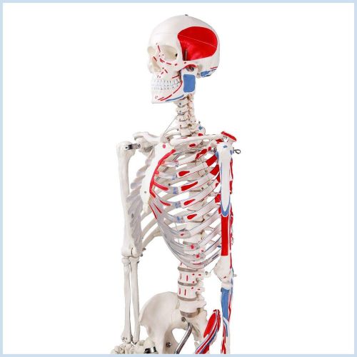 Anatomical human muscular skeleton model, life size, 170cm,high quality 00287 for sale