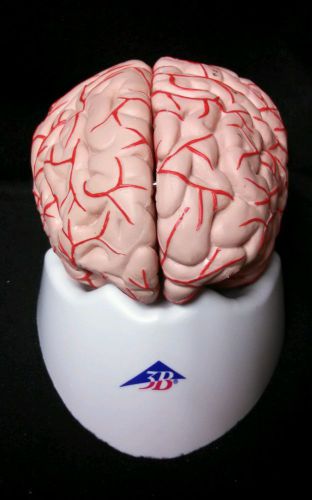 3B Scientific - C20 Human Brain with Arteries Anatomical Model, 9 part (C 20)
