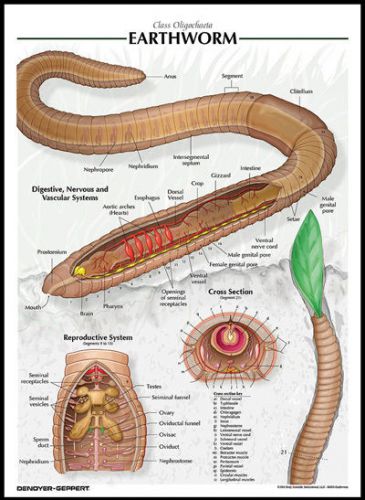Laminated biological chart earthworm poster for sale