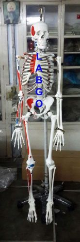 Skeleton with Muscles LABGO (Free Shipping )