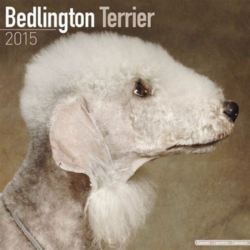 New 2015 bedlington terrier wall calendar by avonside- free priority shipping! for sale