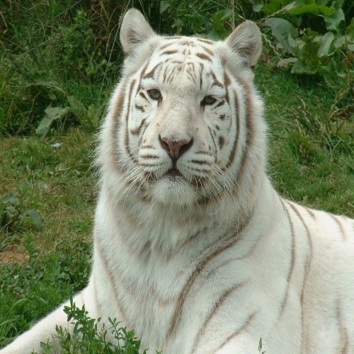 30 Custom Albino Tiger Personalized Address Labels