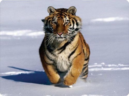 Siberian Tiger Cub Running Mouse Pad