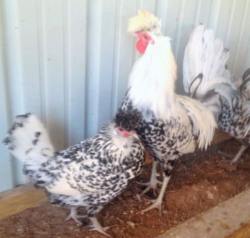 8 Silver Spangled Spitzhauben Hatching eggs I will throw in 2 Surprise eggs.
