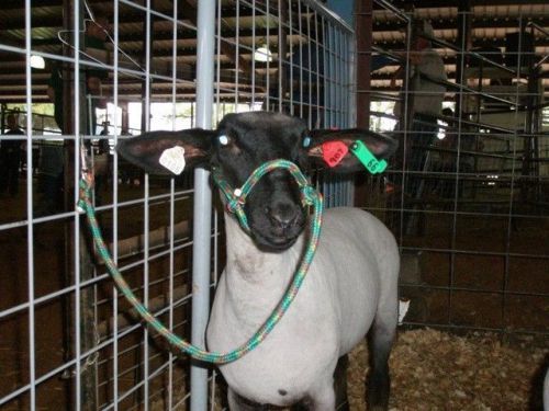 Sheep goat llama halter with clip **special** for sale