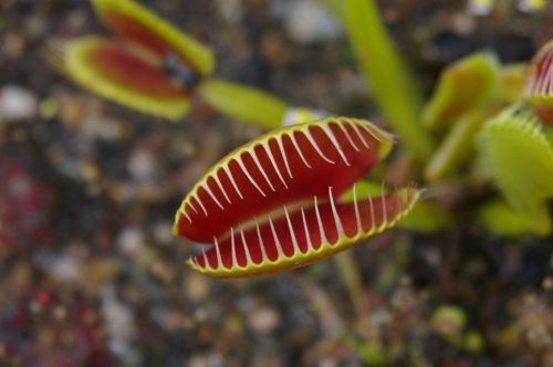 Fresh rare dionaea  muscpula &#034;tiger fang&#034; (venus fly trap)(10 seeds)carnivorous for sale