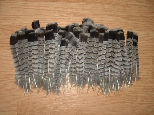 SALE,,20 Canadian Grey Ruffed Grouse Tail Feathers, Fly Tying, Fishing, Crafts