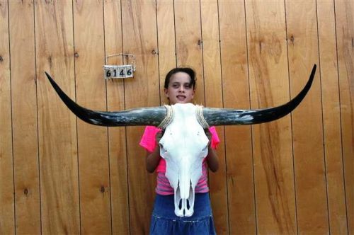 STEER SKULL LONG HORNS 3&#039; 6&#034; COW BULL SKULLS HORN H6146