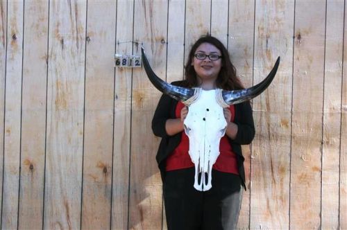 Steer skull long horns 2&#039; 3&#034; cow bull skulls horn h6812 for sale