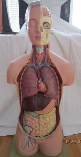 Anatomy Torso Teaching Model