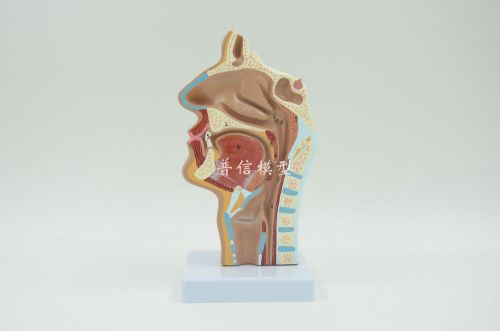 NEW Human Anatomical Nasal Cavity Throat Anatomy Medical Model 48
