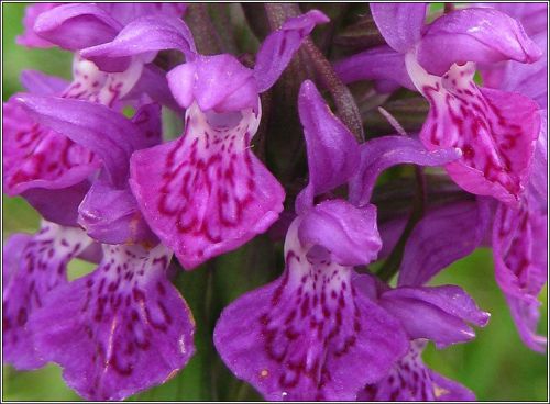 Fresh genuine dactylorhiza &#034;purpurella&#034; (marsh orchid)(20+ premium seeds) l@@k!! for sale