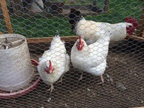 Lot Of 12 Pure Bred Delaware Hatching Eggs