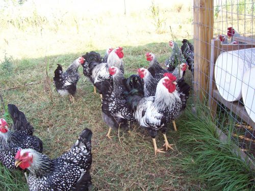 6 + **SILVER LACED WYANDOTTE **  Hatching Eggs NPIP CERTIFIED